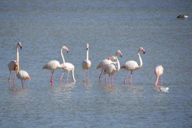 Afternoon birdwatching at Lagoa dos Salgados - The telescope and binocular question