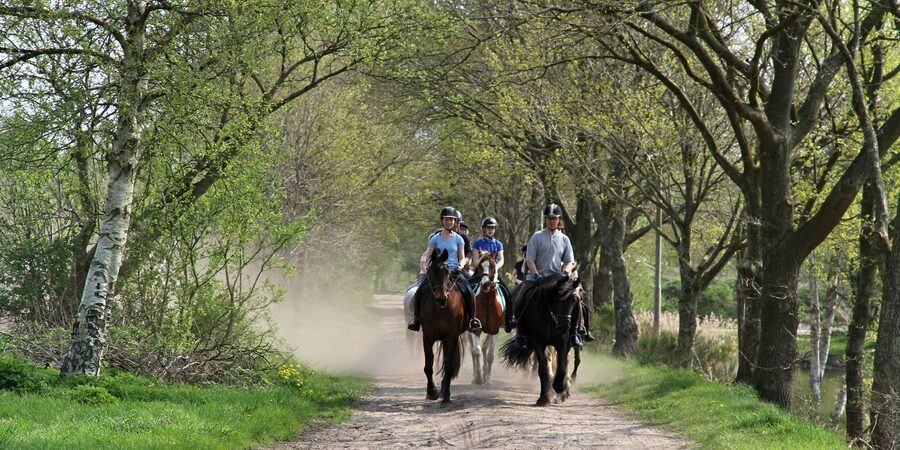 Agadir 2hours Horse Riding visite the flamingo river - Dunes, eucalyptus trees, and less polished views