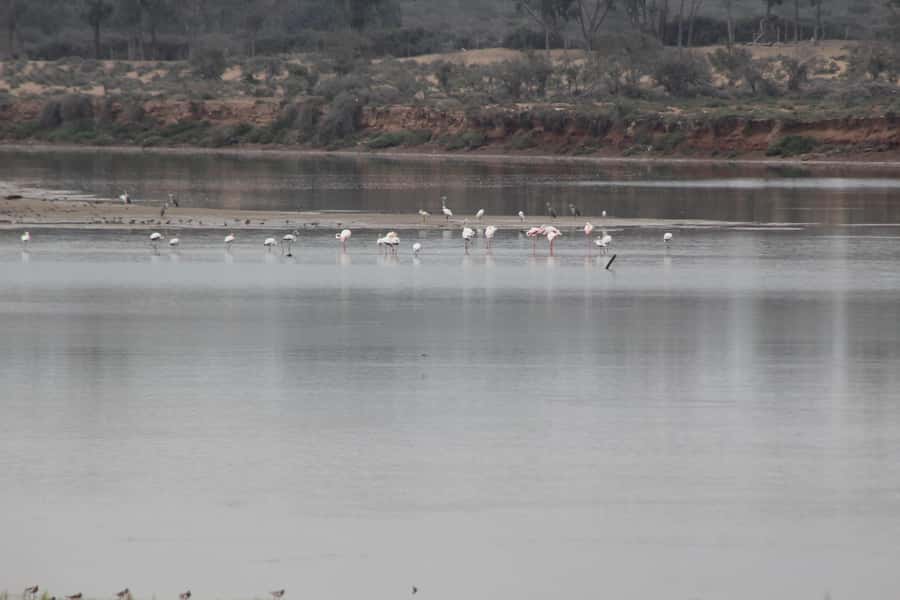 Agadir Camel Ride Flamingo River & BBQ Dinner - Through the eucalyptus forest