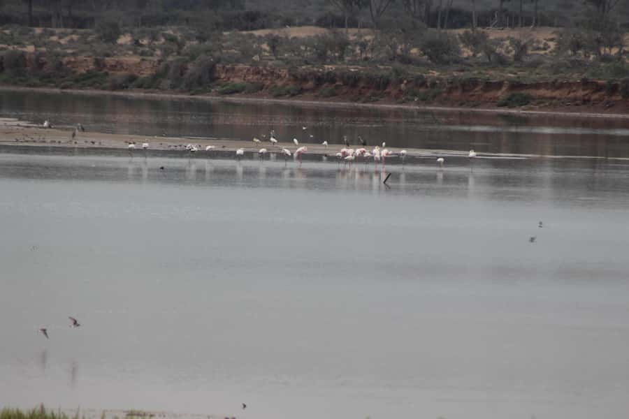 Agadir Camel Ride Flamingo River & BBQ Dinner - Mint tea, Berber contact, and a slower break
