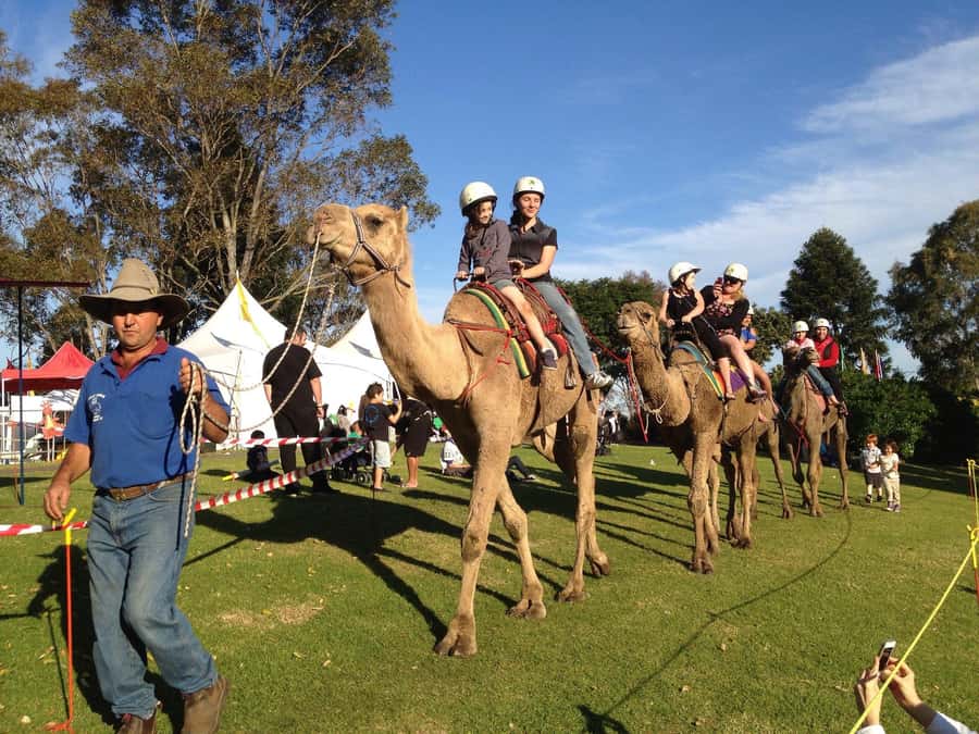 Agadir Camel Ride Flamingo River & BBQ Dinner - The main strengths and limits