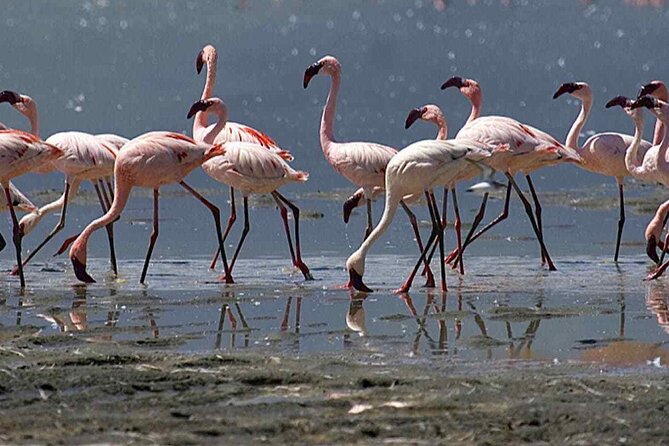 Agadir Camel Riding and flamingo river tour - Timing, cancellation, and practical details
