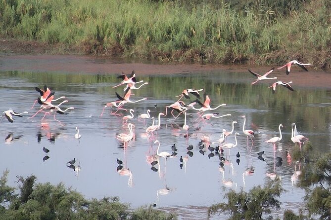 Agadir Camel Riding and flamingo river tour - Riding toward the Souss River and flamingos