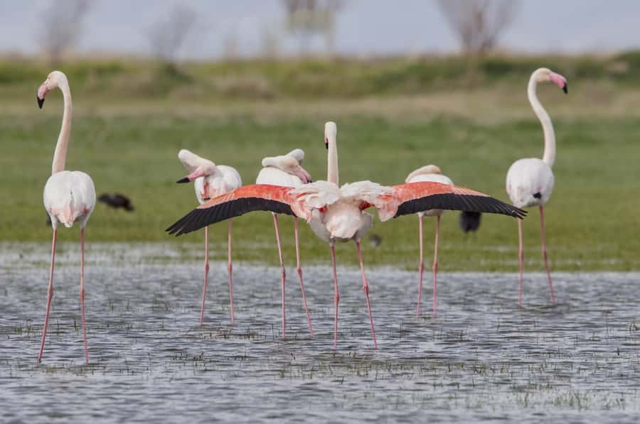 Agadir: Flamingo River Camel Ride with Optional BBQ Dinner - Key points to know before you book