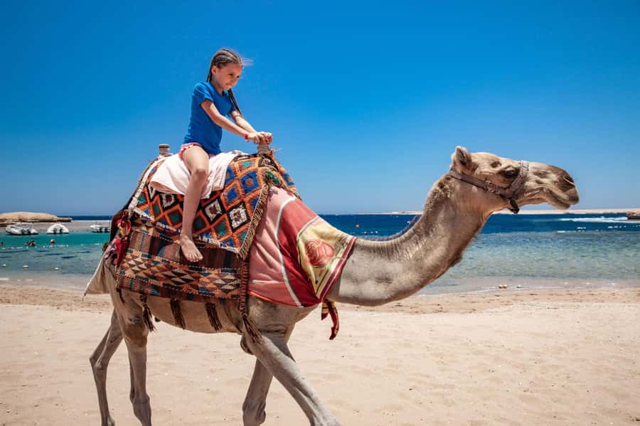 Agadir: Flamingo River Camel Ride with Optional BBQ Dinner - Through Aghroud Bensergao and the eucalyptus trees