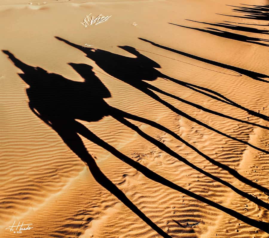Agadir: Flamingo River Camel Ride with Optional BBQ Dinner - Getting comfortable on a well-trained camel
