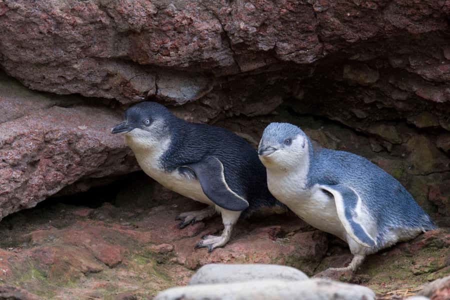 Akaroa: Pohatu Little Penguins 3-Hour Evening Experience - Key points to know before you go