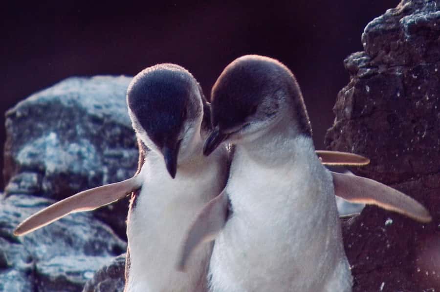 Akaroa: Pohatu Little Penguins 3-Hour Evening Experience - Who will enjoy this experience most