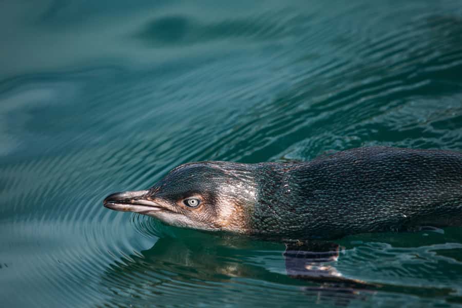 Akaroa: Pohatu Little Penguins 3-Hour Evening Experience - The ride from Akaroa to Pohatu