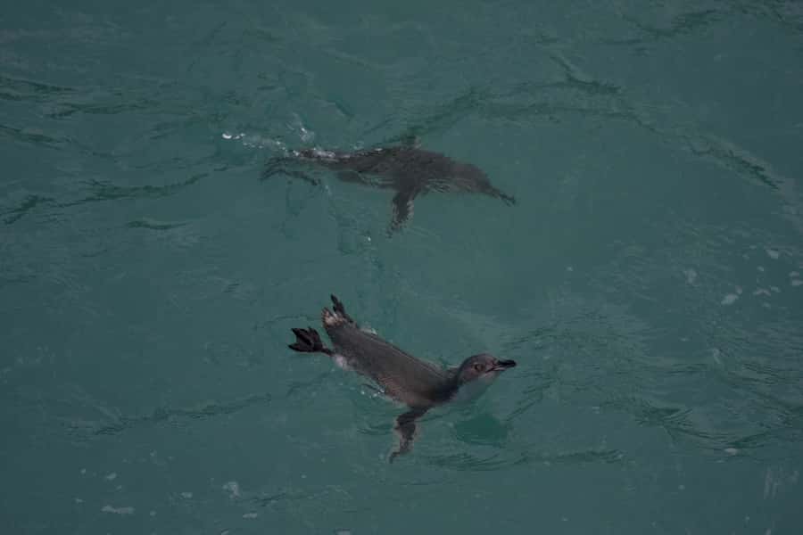 Akaroa: Pohatu Little Penguins 3-Hour Evening Experience - What you may see at the nesting boxes