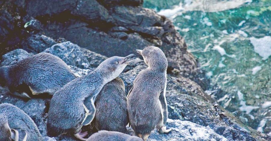 Akaroa: Pohatu Little Penguins 3-Hour Evening Experience - Watching the bay as daylight fades