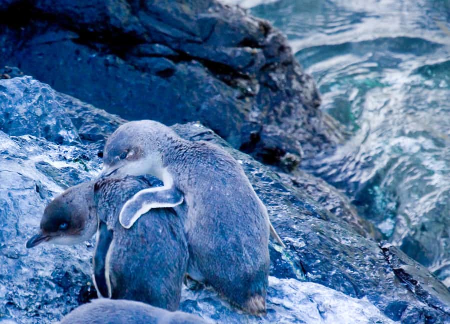 Akaroa: Pohatu Little Penguins 3-Hour Evening Experience - Penguin seasons and the best time to visit