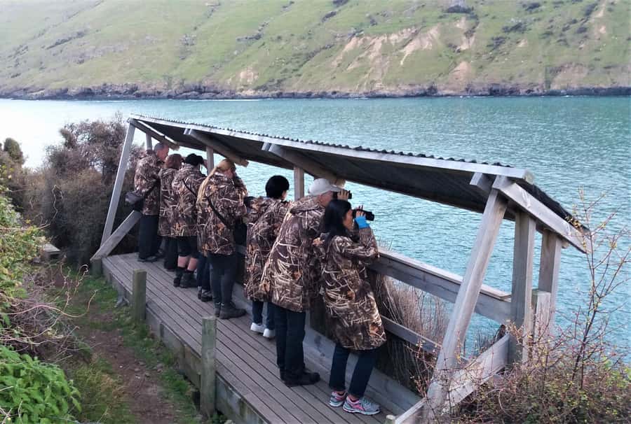 Akaroa: Pohatu Little Penguins 3-Hour Evening Experience - Guides make the three hours work