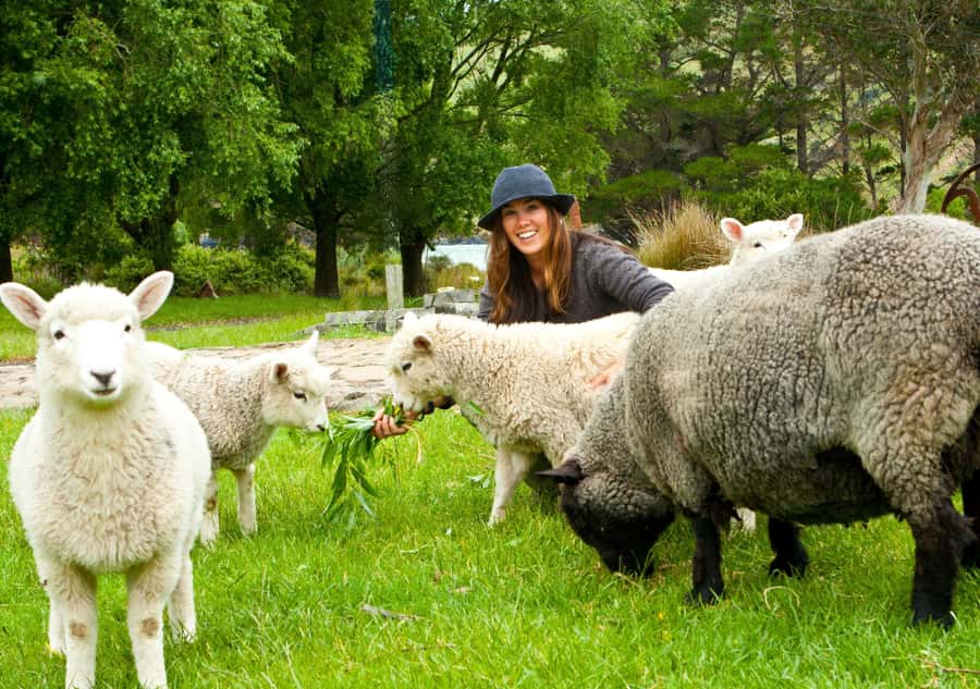 Akaroa: Pohatu Little Penguins 3-Hour Evening Experience - The $68 price and what you get