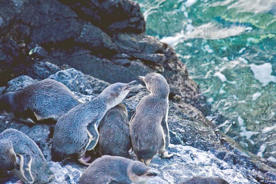 Akaroa: Pohatu Little Penguins 3-Hour Evening Experience - Why the conservation work matters