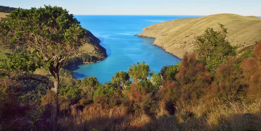Akaroa: Pohatu Penguins Scenic Nature 2-Hour or 4-Hour Tour - Should you book the Pohatu Penguins tour?