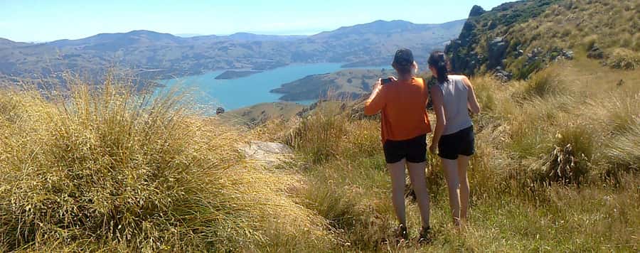 Akaroa: Pohatu Penguins Scenic Nature 2-Hour or 4-Hour Tour - How the penguin conservation visit works