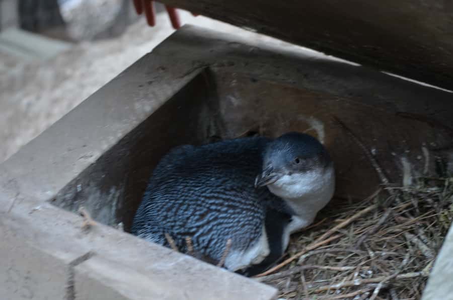 Akaroa: Pohatu Penguins Scenic Nature 2-Hour or 4-Hour Tour - Choosing between two and four hours