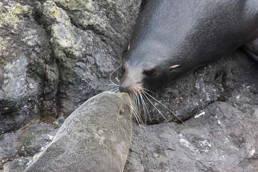 Akaroa: Pohatu Penguins Scenic Nature 2-Hour or 4-Hour Tour - What the guides add to the outing