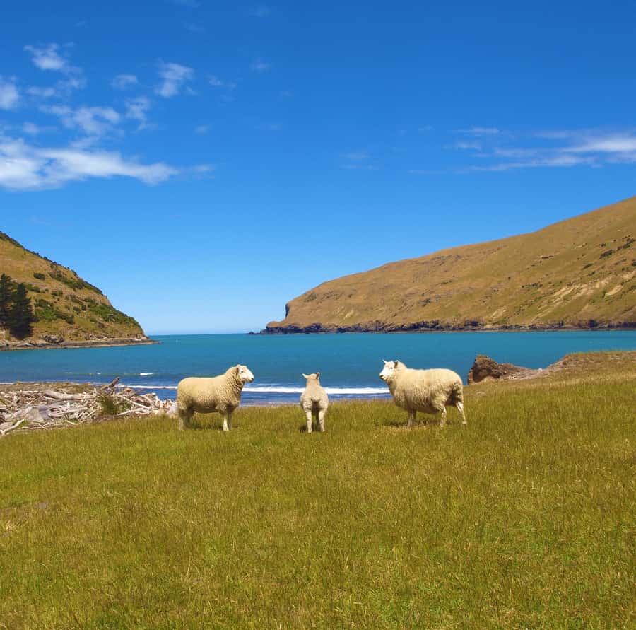 Akaroa: Pohatu Penguins Scenic Nature 2-Hour or 4-Hour Tour - Weather, wildlife, and realistic expectations