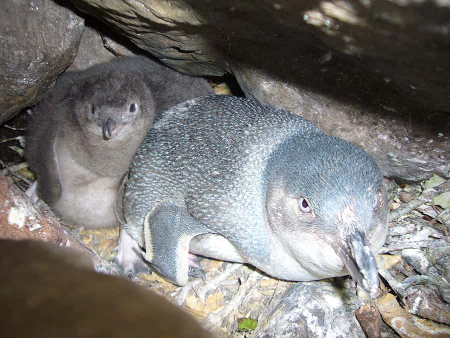 Akaroa: Pohatu Penguins Scenic Nature 2-Hour or 4-Hour Tour - Who should book this tour?