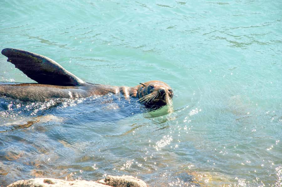 Akaroa: Pohatu Penguins Scenic Nature 2-Hour or 4-Hour Tour - Pohatu Bay and the family farm