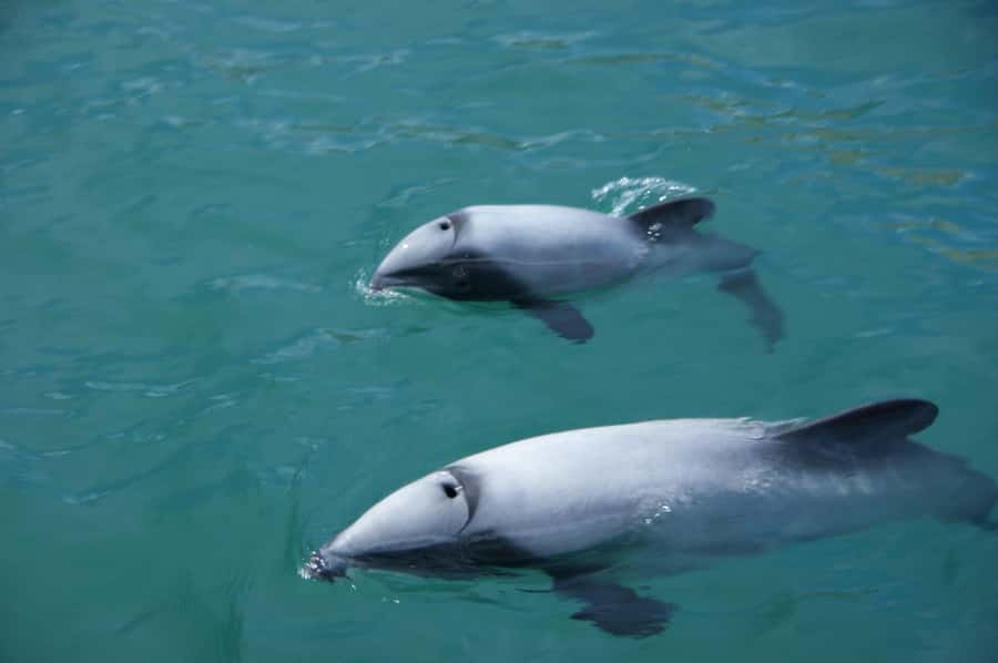 Akaroa: Wildlife Cruise with Dolphins and Penguins - Key points to know before you book