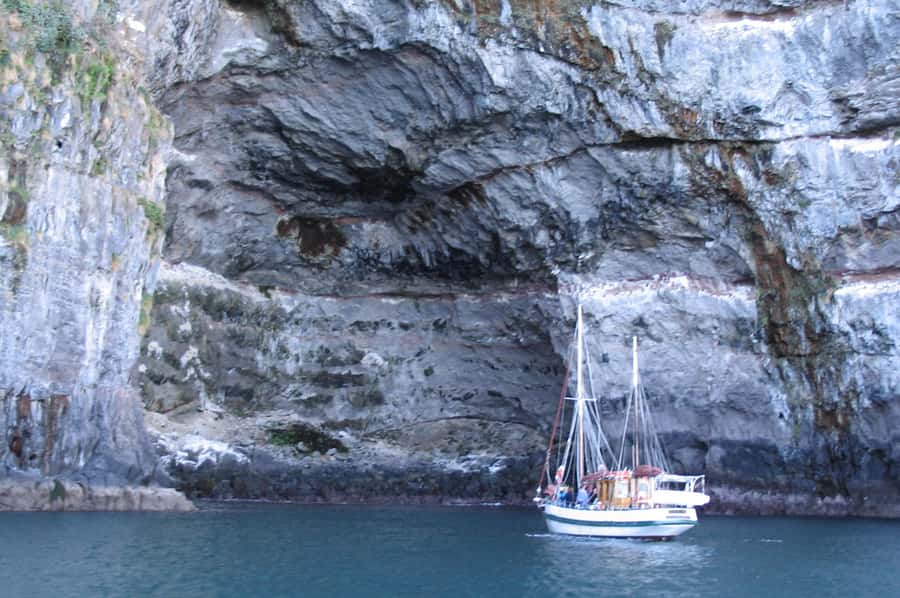 Akaroa: Wildlife Cruise with Dolphins and Penguins - Looking for Hector’s dolphins