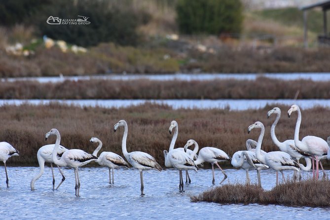 Albania Birdwatching, Kayaking, Bicycle National Park Divjaka Karavasta(ARG) - The local fish lunch by the lagoon