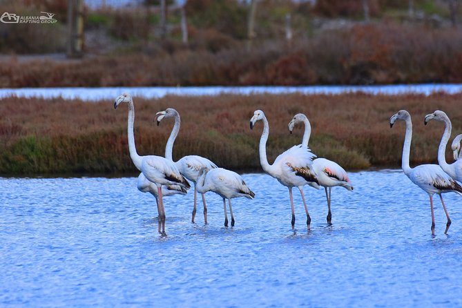 Albania Birdwatching, Kayaking, Bicycle National Park Divjaka Karavasta(ARG) - Choosing the bicycle tour or SUV safari