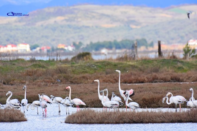 Albania Birdwatching, Kayaking, Bicycle National Park Divjaka Karavasta(ARG) - What the $62.66 price includes