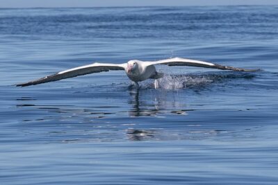 Albatross, seals, and sea birds-Wildlife Cruise