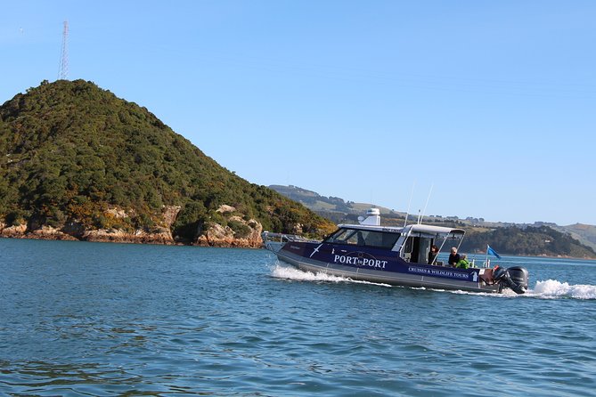 Albatross, seals, and sea birds-Wildlife Cruise - The boat, weather, and comfort level