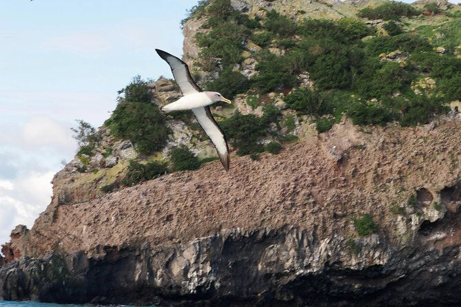 Albatross, seals, and sea birds-Wildlife Cruise - What the $105.50 price includes in practical terms