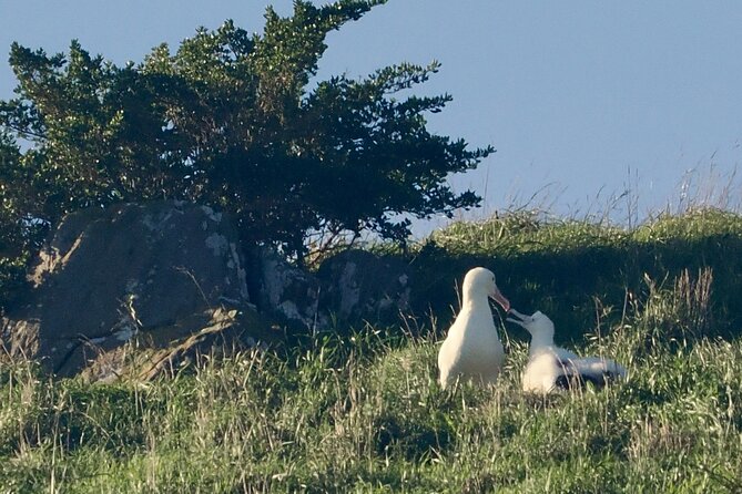Albatross, seals, and sea birds-Wildlife Cruise - Who should book this cruise