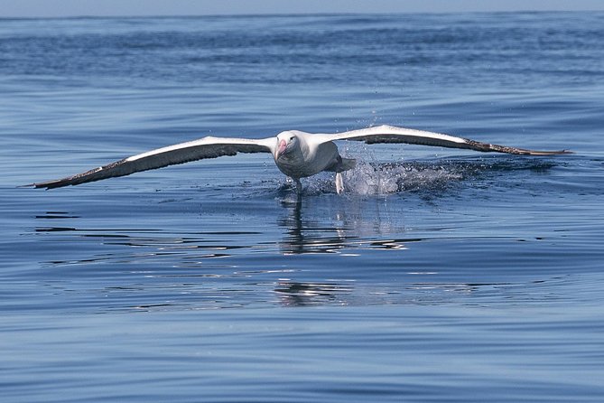 Albatross, seals, and sea birds-Wildlife Cruise - Searching the shoreline for birds and seals