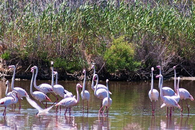 Albufera: Lake, Paella and Birdwatching - Rice fields, local traditions, and the visitor center