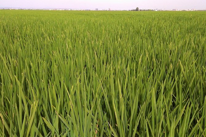 Albufera: Lake, Paella and Birdwatching - El Palmar and the 45-minute lagoon boat ride
