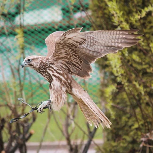 Almaty: Falconry show and Big Almaty Gorge - Fitness, weather, and who should book