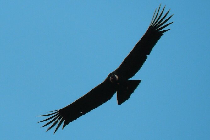 Antisana and Condors Watching Day Trip - Key points to know before booking