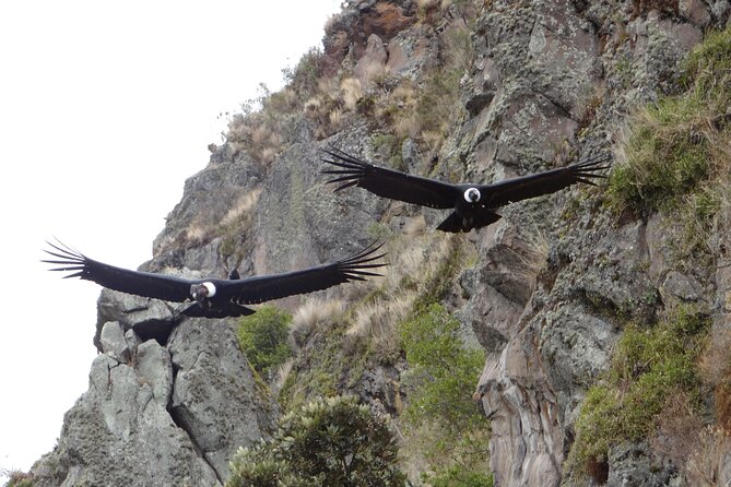Antisana and Condors Watching Day Trip - Tambo Condor at 3,810 meters