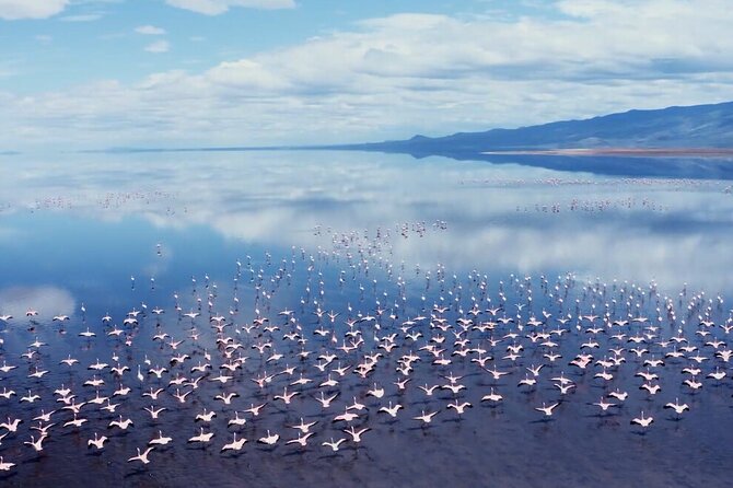 Arusha: 3-Day Safari Tarangire, Flamingo Walk Lake Natron Tour - Should you book the Tarangire and Lake Natron safari?