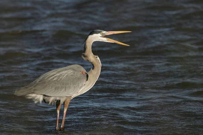 Assateague Horses, Herons and Happy Hour Cruise - Key details to know before you go