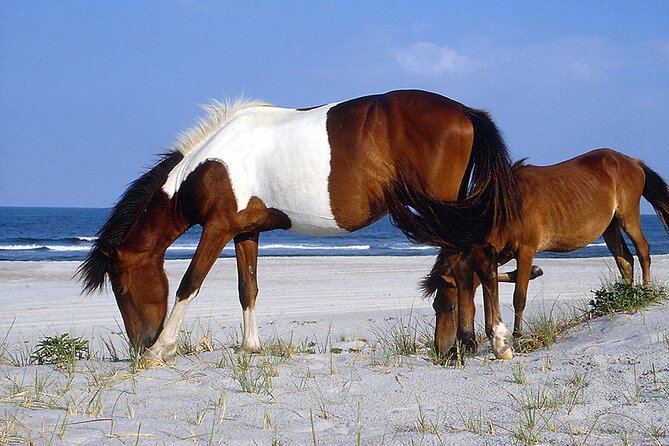 Assateague Horses, Herons and Happy Hour Cruise - Why the Assateague ponies make this cruise special