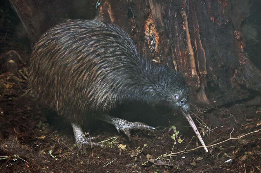 Auckland (Tawharanui): Wild Kiwi Bird Spotting Encounter - Why Tāwharanui is a fine place to see kiwi