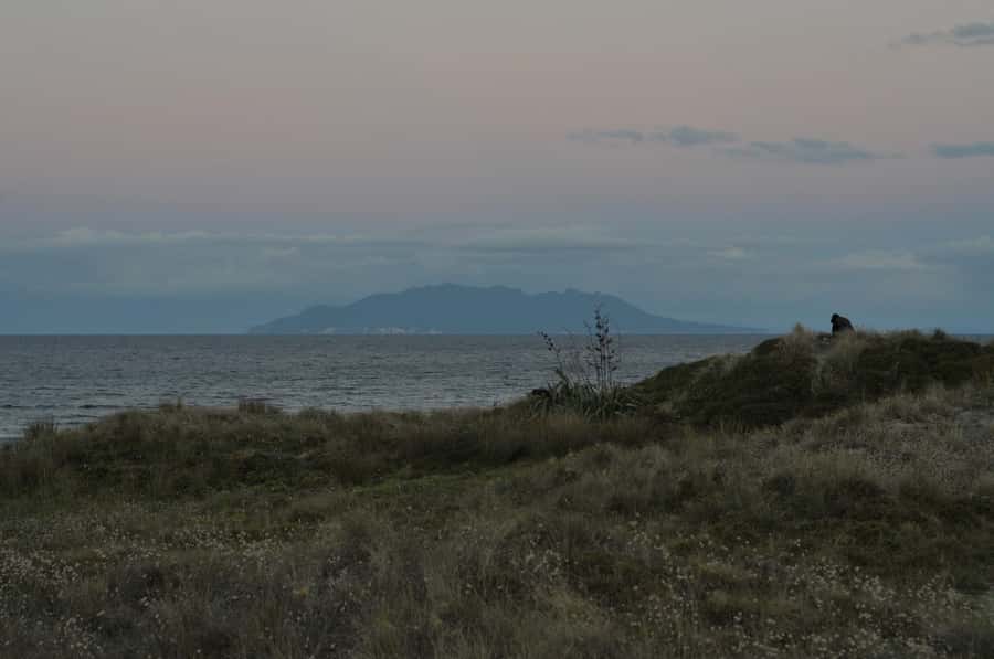 Auckland (Tawharanui): Wild Kiwi Bird Spotting Encounter - A possible glow along the shore