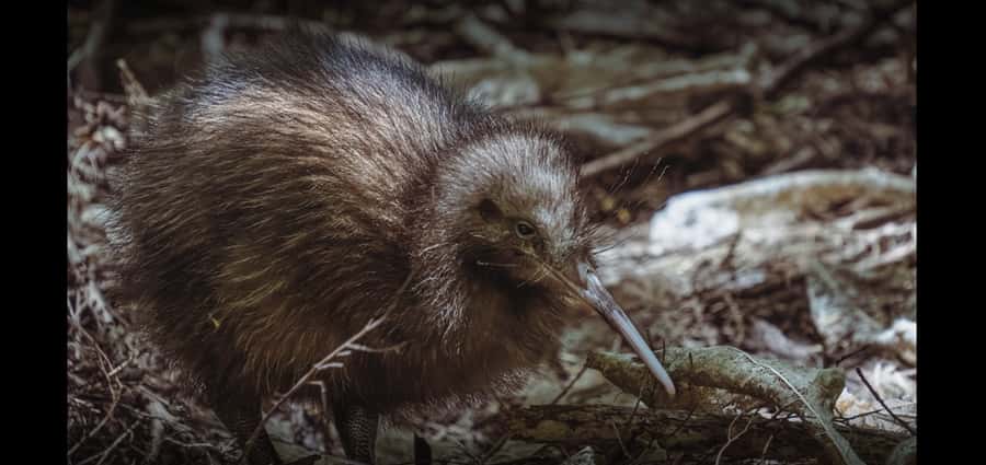 Auckland (Tawharanui): Wild Kiwi Bird Spotting Encounter - Is $89 good value?