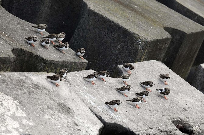 Azores Marine Birdwatching Expedition w/ Biologist Guide - Starting at Vila Franca do Campo at 8:00 a.m.