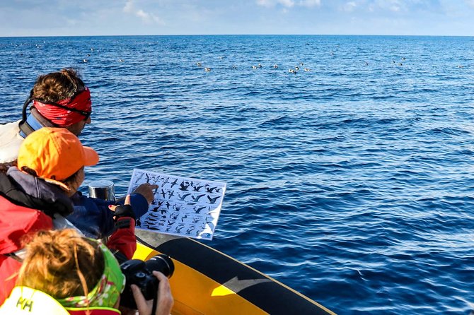 Azores Marine Birdwatching Expedition w/ Biologist Guide - The Islet of Vila Franca do Campo comes first