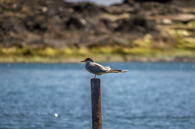 Azores Marine Birdwatching Expedition w/ Biologist Guide - Is $58.81 a fair price?